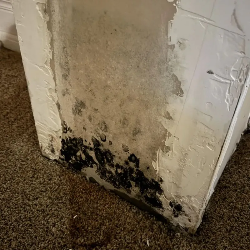 Professional Mold Removal in Godley, TX